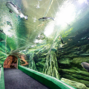 Lotte World Aquarium Tây Hồ Hà Nội