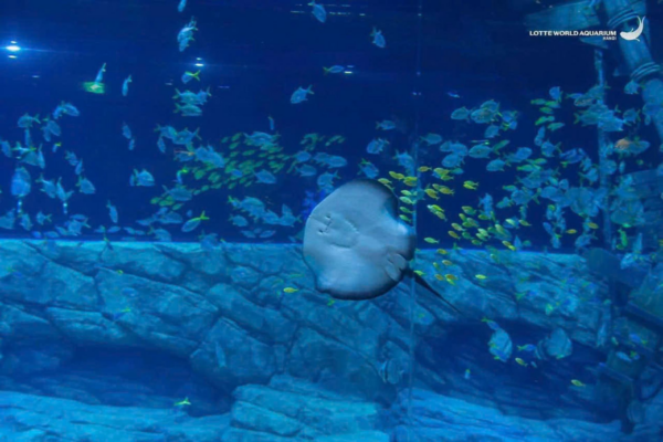 Lotte World Aquarium Tây Hồ Hà Nội - Ảnh 14