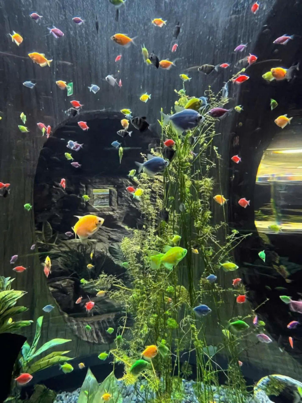 Lotte World Aquarium Tây Hồ Hà Nội - Ảnh 13
