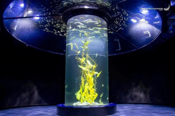 Lotte World Aquarium Tây Hồ Hà Nội - Ảnh 12